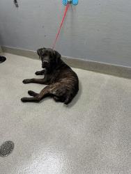 Shelter Stray Male Dog last seen Near BLOCK ARDEN ST, LAS VEGAS NV 89104, 655 N Mojave Rd, Las Vegas, NV 89101, USA