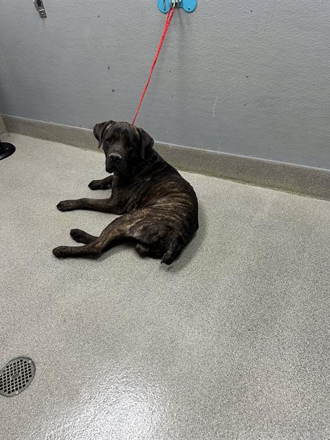 Shelter Stray Male Dog last seen Near BLOCK ARDEN ST, LAS VEGAS NV 89104, 655 N Mojave Rd, Las Vegas, NV 89101, USA
