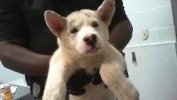 Shelter Stray Female Dog last seen CHARLOTTE, 8315 Byrum Dr, Charlotte, NC 28217, USA
