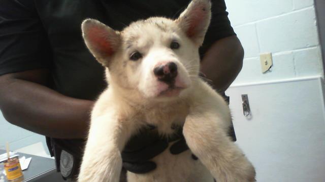 Shelter Stray Female Dog last seen CHARLOTTE, 8315 Byrum Dr, Charlotte, NC 28217, USA