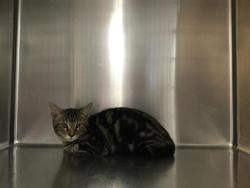Shelter Stray Male Cat last seen Near BLOCK SIERRA AVE, INDIO CA 92201, 72050 Pet Land Pl, Thousand Palms, CA 92276, USA