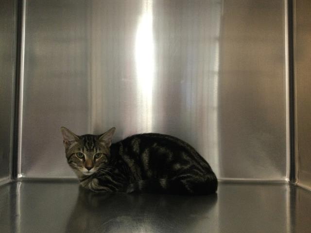 Shelter Stray Male Cat last seen Near BLOCK SIERRA AVE, INDIO CA 92201, 72050 Pet Land Pl, Thousand Palms, CA 92276, USA