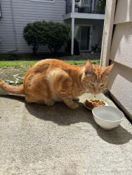 Found/Stray Unknown Cat last seen Blue water apmts, Everett, WA 98208
