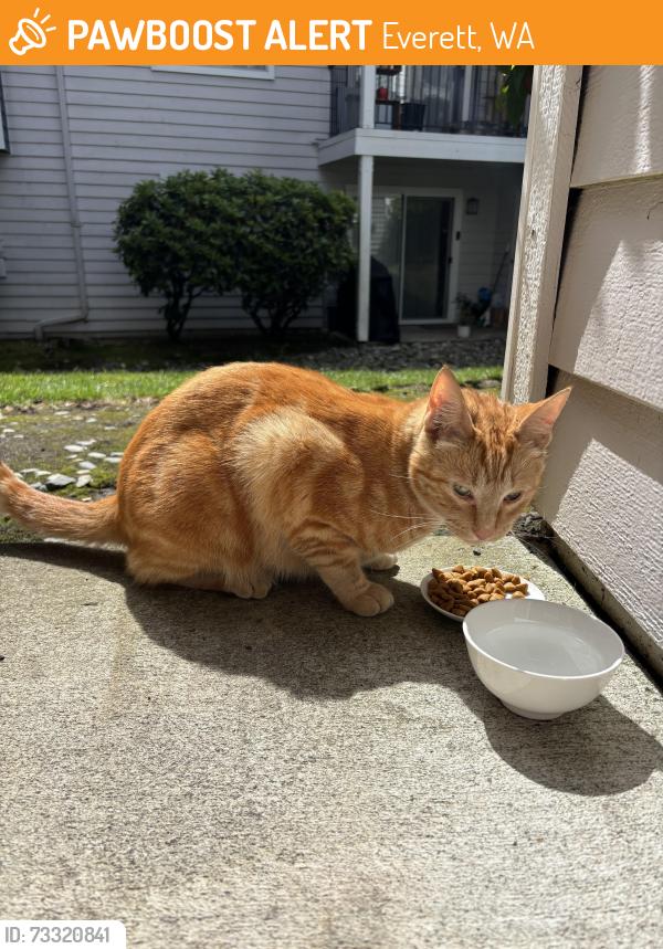 Found/Stray Unknown Cat last seen Blue water apmts, Everett, WA 98208