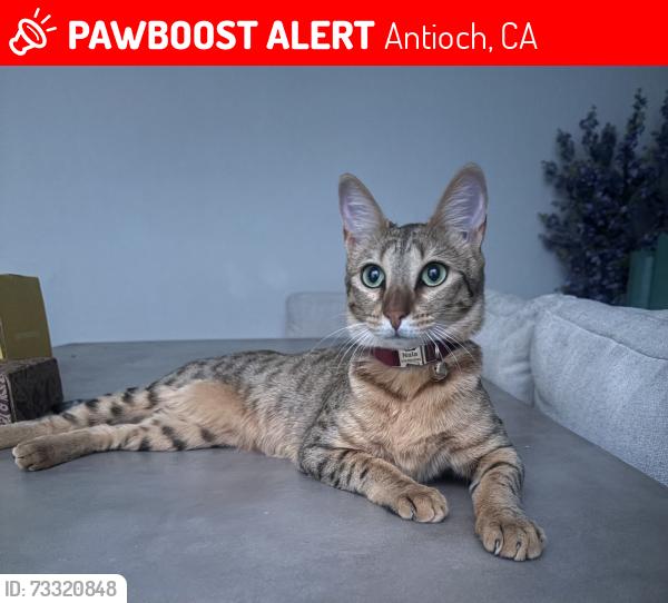 Lost Female Cat last seen Mount Conness Way, Antioch, CA 94531, Antioch, CA 94509