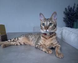 Lost Female Cat last seen Mount Conness Way, Antioch, CA 94531, Antioch, CA 94509