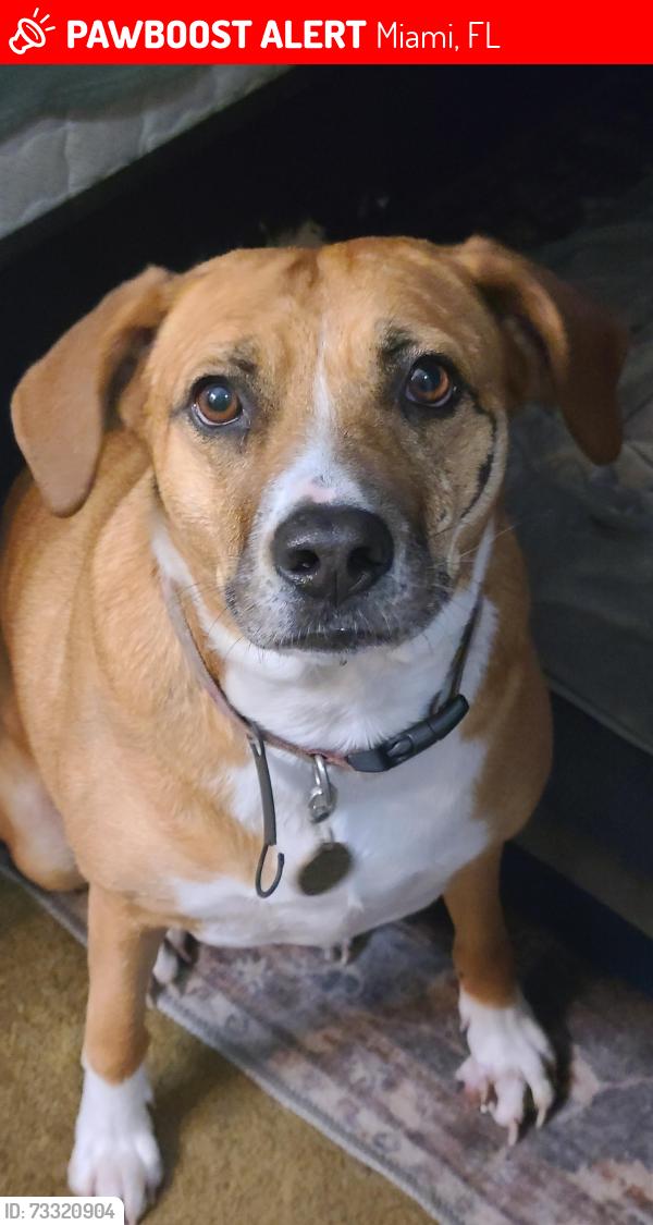 Lost Female Dog last seen Eureka Drive and 182 Ave, Miami, FL 33187