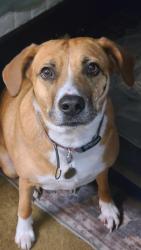Lost Female Dog last seen Eureka Drive and 182 Ave, Miami, FL 33187