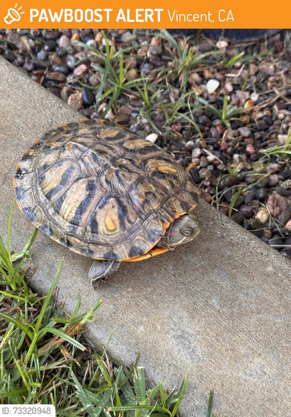 Found/Stray Unknown Reptile last seen San Bernardino and Irwindale, Vincent, CA 91722