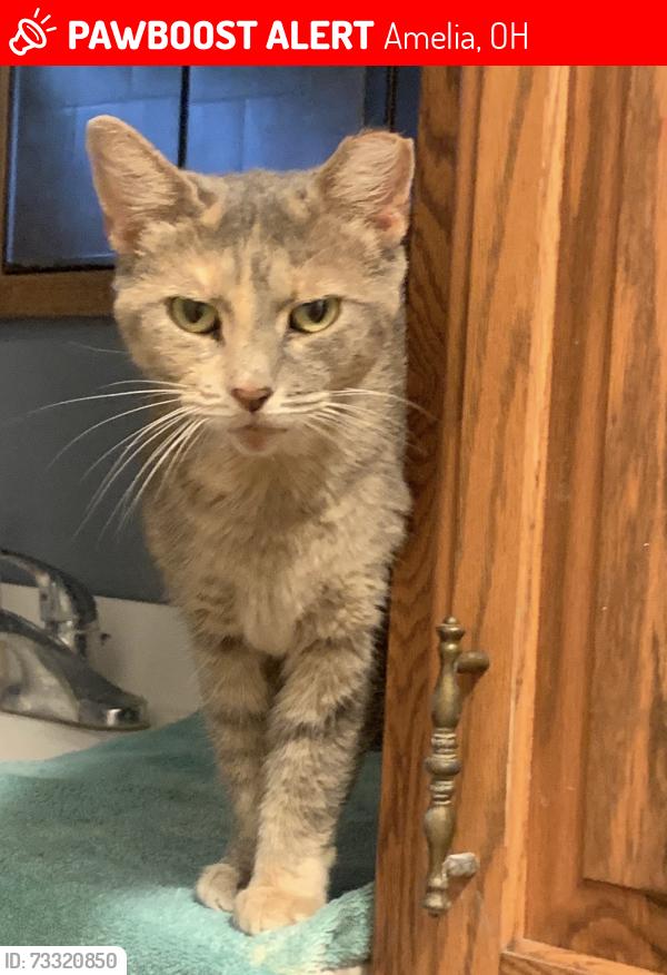 Lost Female Cat last seen Lawson and Lucy Run, Amelia, OH 45102
