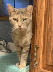Lost Female Cat last seen Lawson and Lucy Run, Amelia, OH 45102
