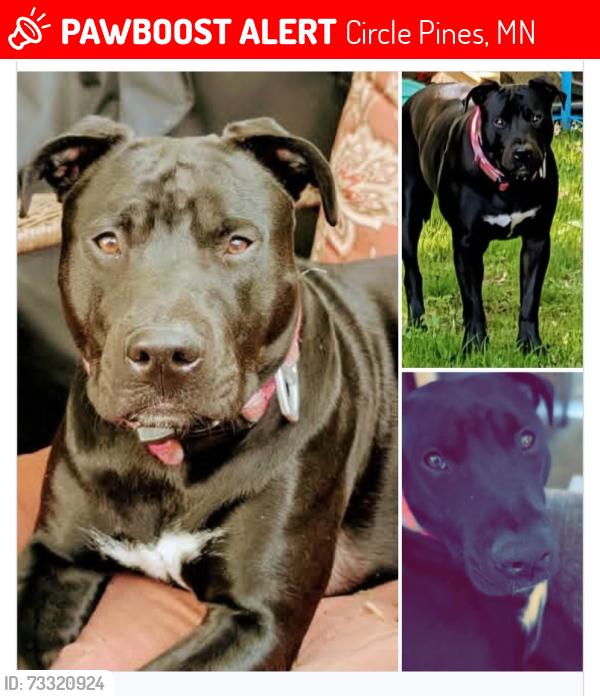 Lost Female Dog last seen Pleasant View Lane, Circle Pines, MN 55014, Circle Pines, MN 55014