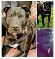 Lost Female Dog last seen Pleasant View Lane, Circle Pines, MN 55014, Circle Pines, MN 55014