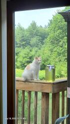 Lost Male Cat last seen 5 Mile, Reed City, MI 49677