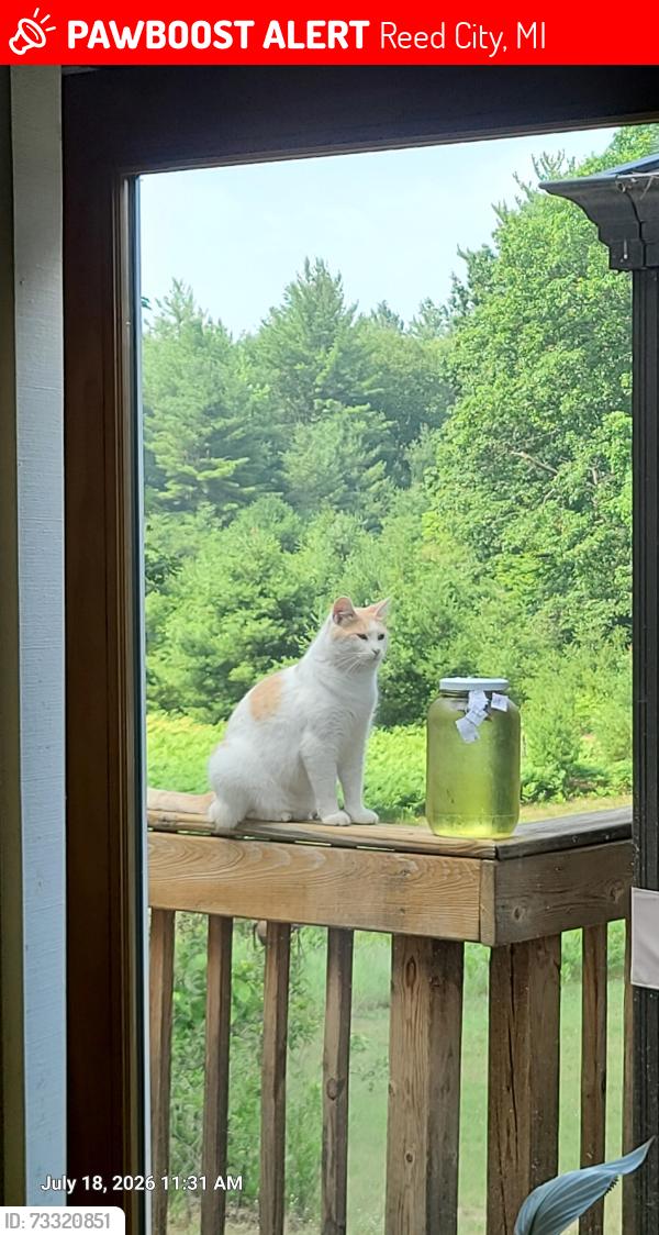 Lost Male Cat last seen 5 Mile, Reed City, MI 49677