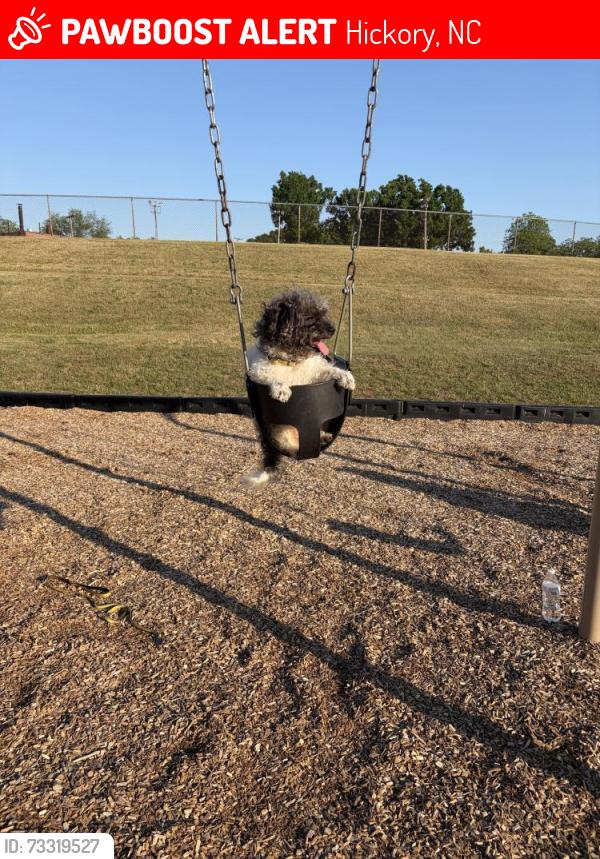 Lost Male Dog last seen West hickory park, Hickory, NC 28602