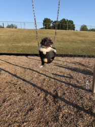 Lost Male Dog last seen West hickory park, Hickory, NC 28602