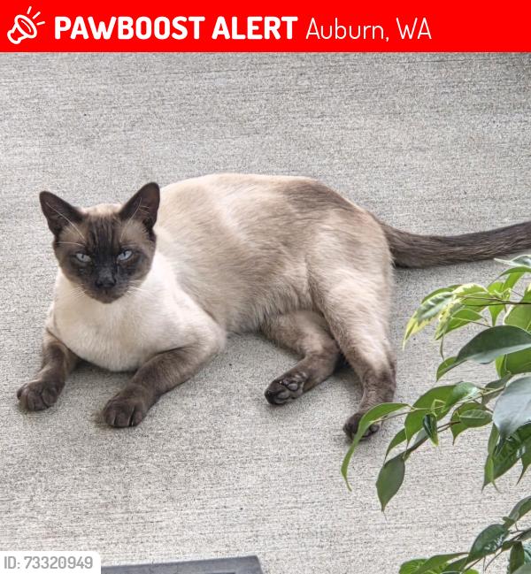 Lost Male Cat last seen 23rd SE & R street, Auburn, WA 98002