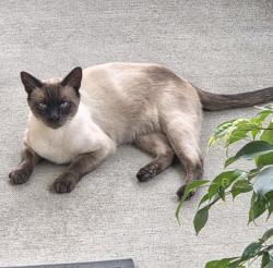 Lost Male Cat last seen 23rd SE & R street, Auburn, WA 98002