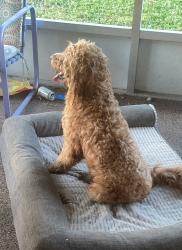 Reunited Male Dog last seen Corner of Maine and Hiatt, Lee County, FL 33905