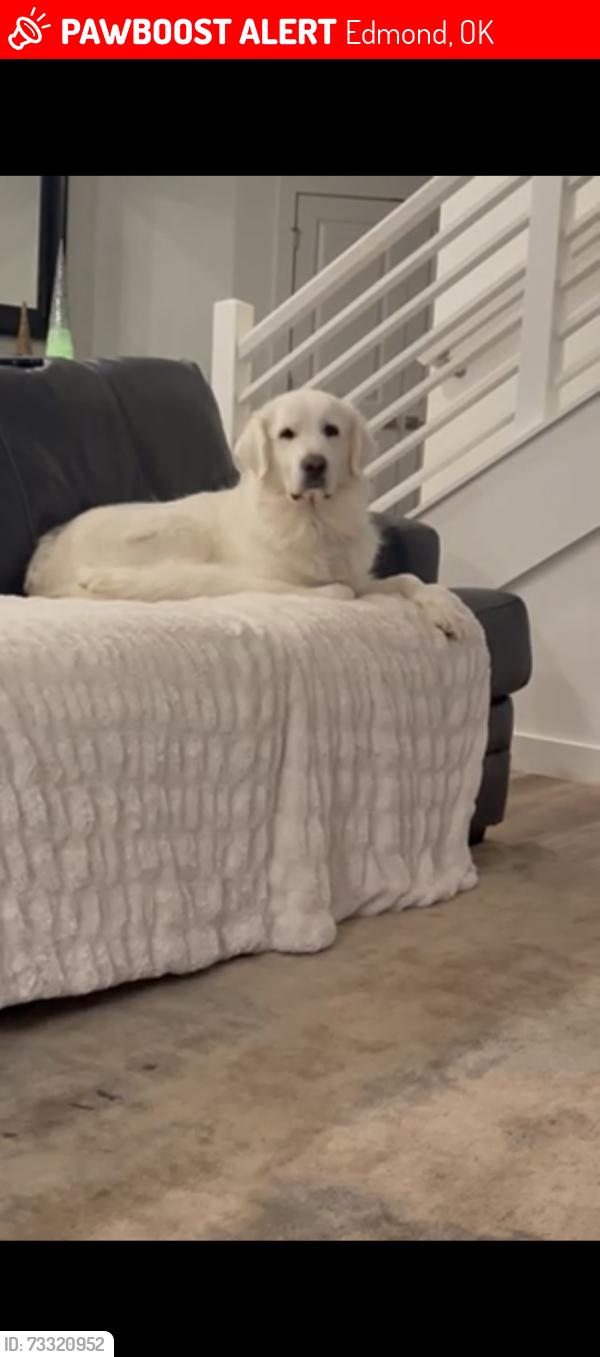 Lost Female Dog last seen 33rd between SantaFe and Kelly, Edmond, OK 73013