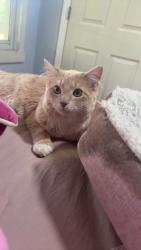 Reunited Male Cat last seen Athens Ave and agusta ave, Athens, GA 30601