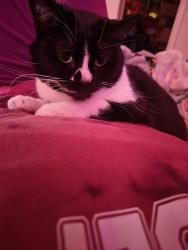 Reunited Female Cat last seen Hamilton and Franklin pl, Milwaukee, WI 53202