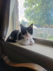 Reunited Female Cat last seen Park Ave, Denison, TX 75020