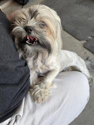 Reunited Female Dog last seen Abston St., Fort Bliss, TX 79906
