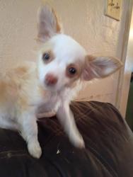 Reunited Male Dog last seen E center st, Kingsport, TN 37660