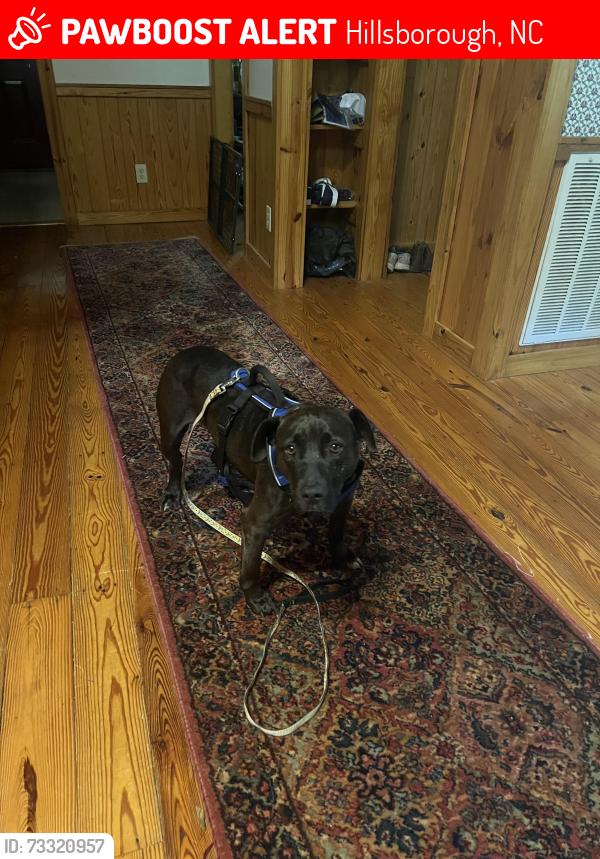 Lost Female Dog last seen Shley Road, Hillsborough, NC 27278