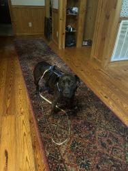 Lost Female Dog last seen Shley Road, Hillsborough, NC 27278