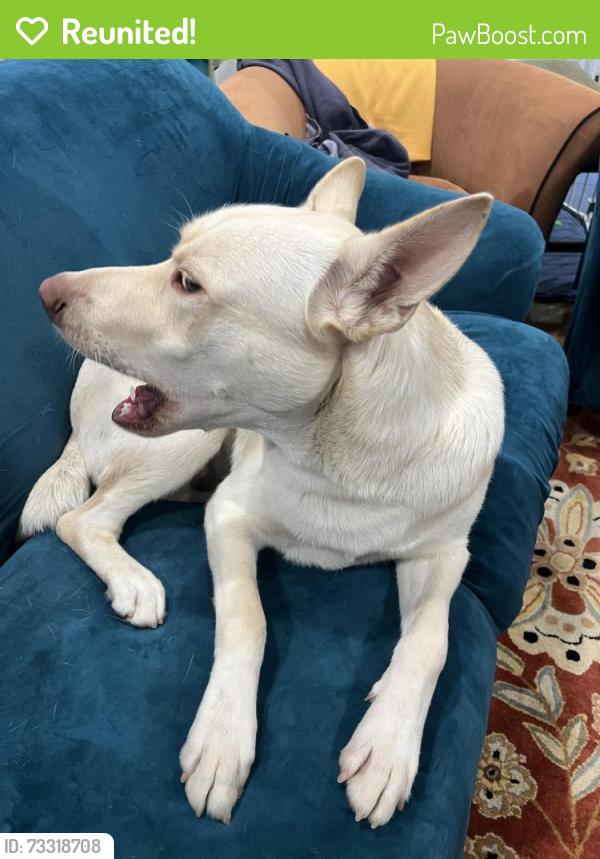 Reunited Male Dog last seen Hillsdale Mall, San Jose, CA 95125