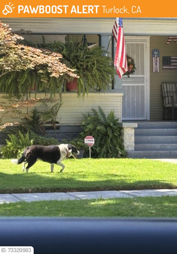 Found/Stray Female Dog last seen Flower / broadway, Turlock, CA 95380
