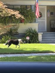 Found/Stray Female Dog last seen Flower / broadway, Turlock, CA 95380