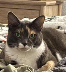 Reunited Female Cat last seen Kearny Mesa, San Diego, CA 92123