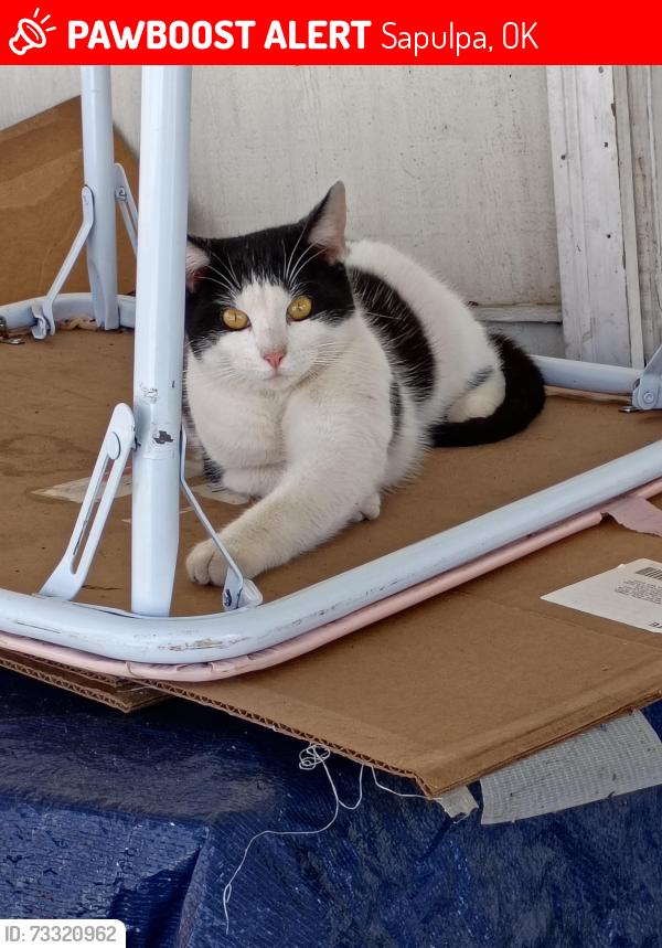 Lost Male Cat last seen Aallura beauty salon, Sapulpa, OK 74066
