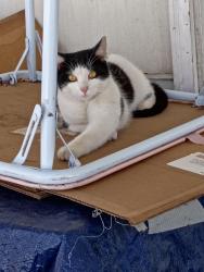 Lost Male Cat last seen Aallura beauty salon, Sapulpa, OK 74066