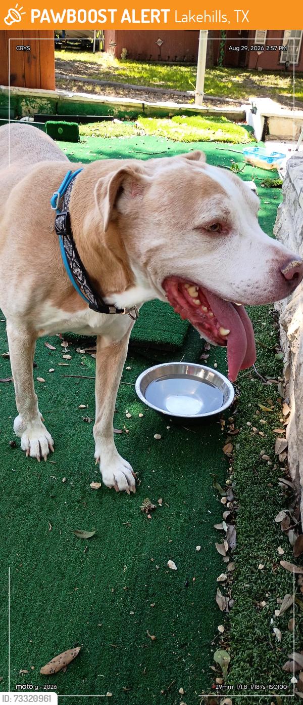 Found/Stray Male Dog last seen Near Hi View Street, Lakehills, TX 78063