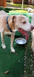 Found/Stray Male Dog last seen Near Hi View Street, Lakehills, TX 78063