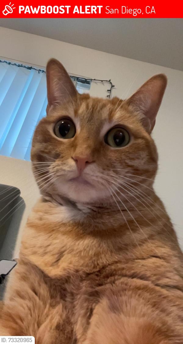 Lost Female Cat last seen Heritage Baptist Church and Power Market, San Diego, CA 92109