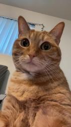 Lost Female Cat last seen Heritage Baptist Church and Power Market, San Diego, CA 92109