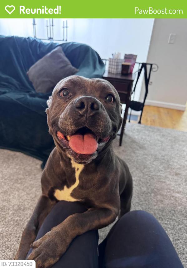 Reunited Female Dog last seen Duxbury rd, Rochester, NY 14626