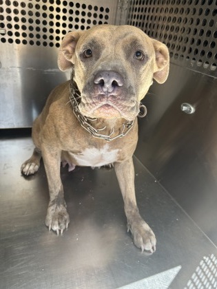 Shelter Stray Female Dog last seen Near Ramey Ave., East District, TX, 355 Hillshire Dr, Haslet, TX 76052, USA