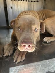 Shelter Stray Male Dog last seen Near Ramey Ave., East District, TX, 355 Hillshire Dr, Haslet, TX 76052, USA