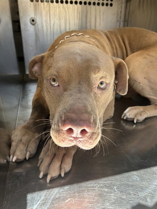 Shelter Stray Male Dog last seen Near Ramey Ave., East District, TX, 355 Hillshire Dr, Haslet, TX 76052, USA