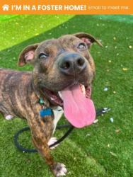 Shelter Stray Male Dog last seen Near spring ct, 21202, MD, 2490 Giles Rd, Baltimore, MD 21225, USA