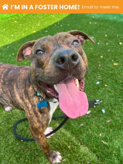 Shelter Stray Male Dog last seen Near spring ct, 21202, MD, 2490 Giles Rd, Baltimore, MD 21225, USA