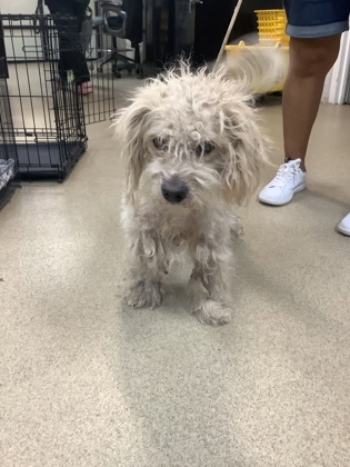 Shelter Stray Male Dog last seen Near mansfield hwy, East District, TX, 355 Hillshire Dr, Haslet, TX 76052, USA