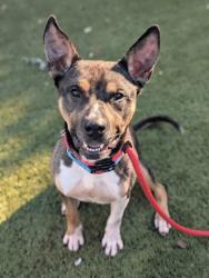 Shelter Stray Male Dog last seen Near McElderry st, 21205, MD, 2490 Giles Rd, Baltimore, MD 21225, USA